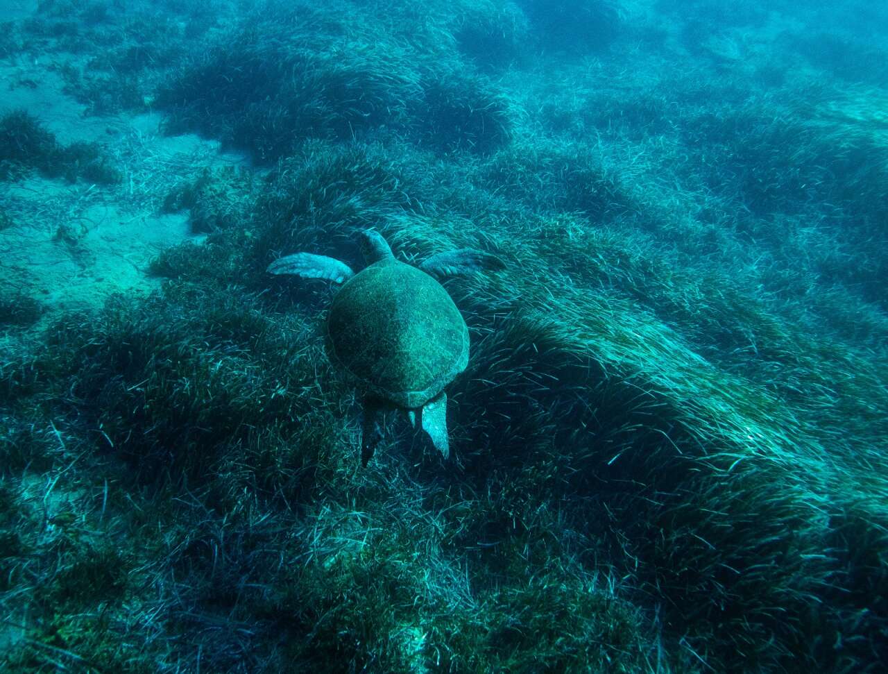 Muğla’da Deniz Çayırlarını Korumak İçin Bilimsel Sefer 1